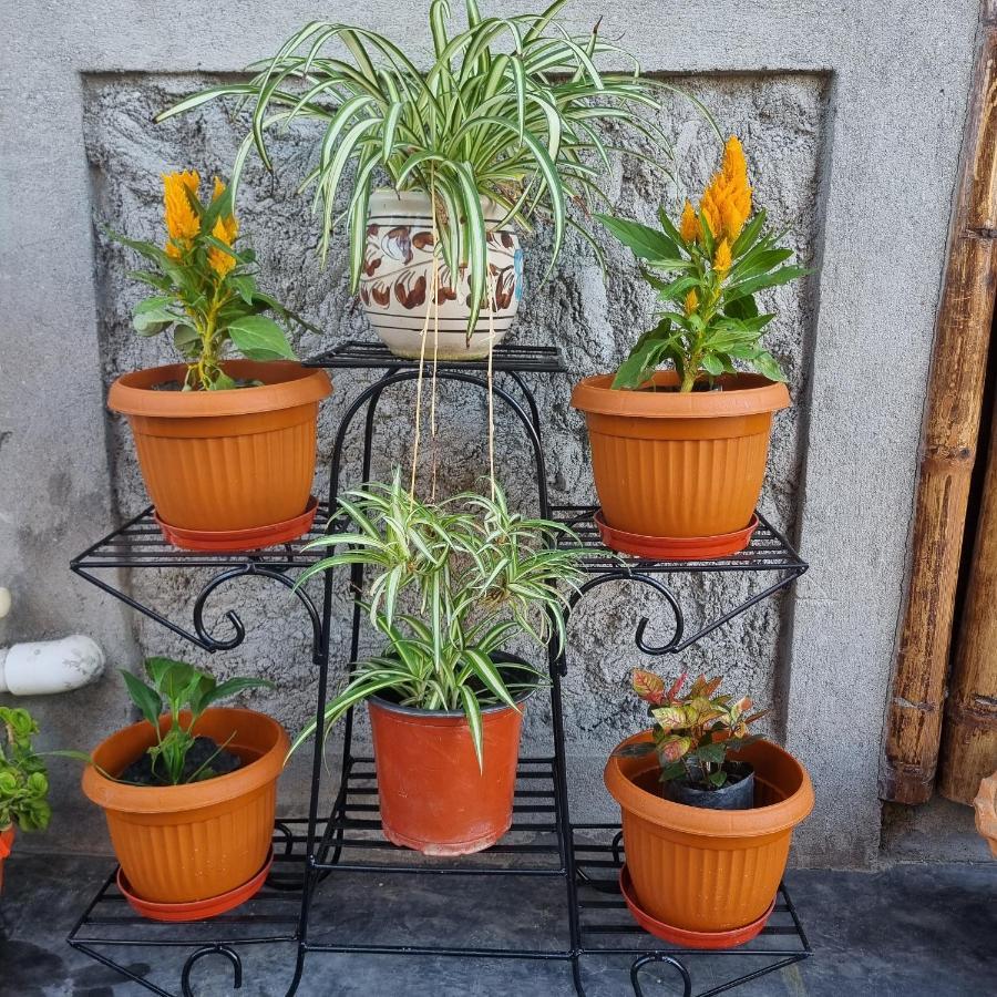 Alohi The Terrace Homestay Tezpur Exteriör bild